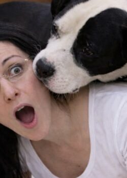 Cuando tu perro gigante todavía piensa que es un perro faldero 6